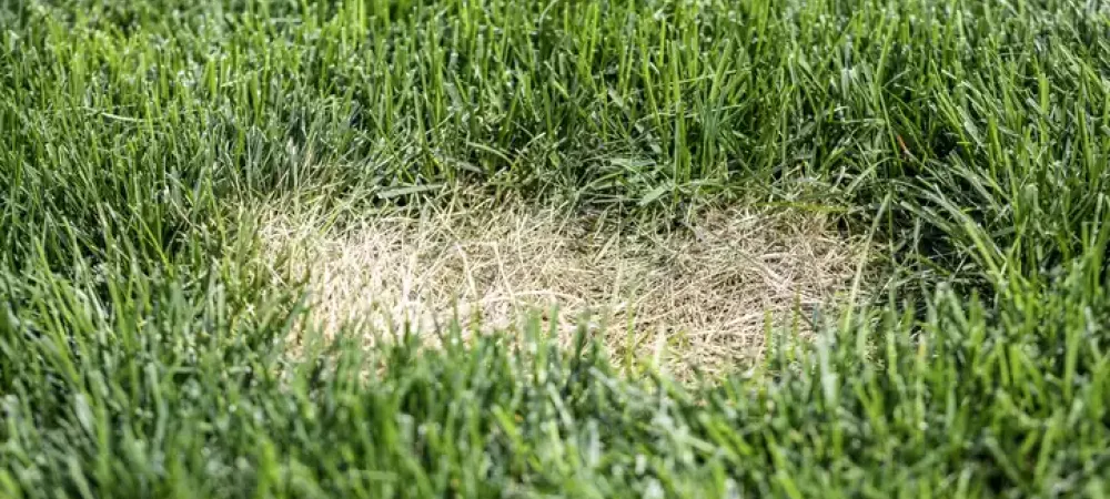 lawn disease
